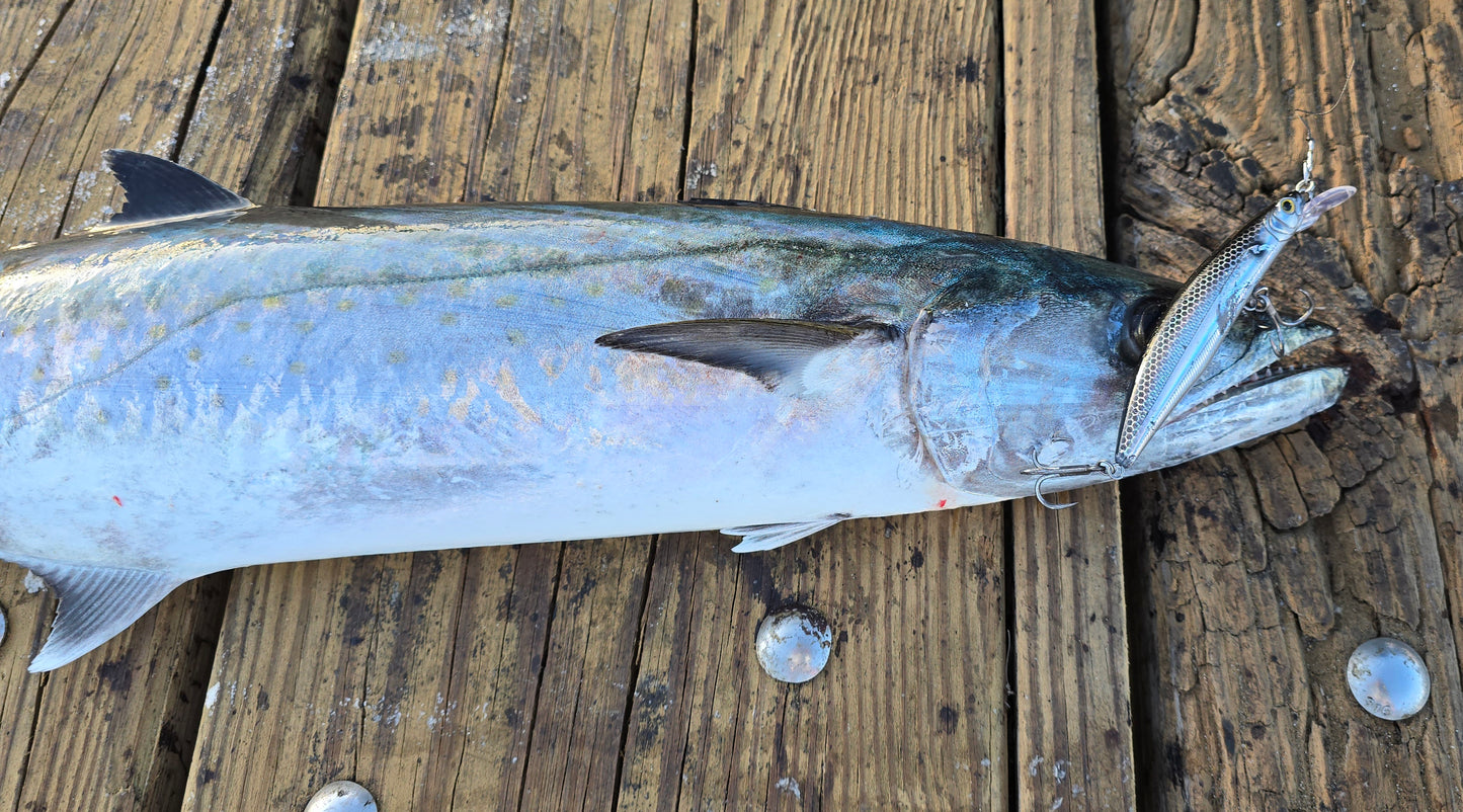 King Mackerel on C-Strike
