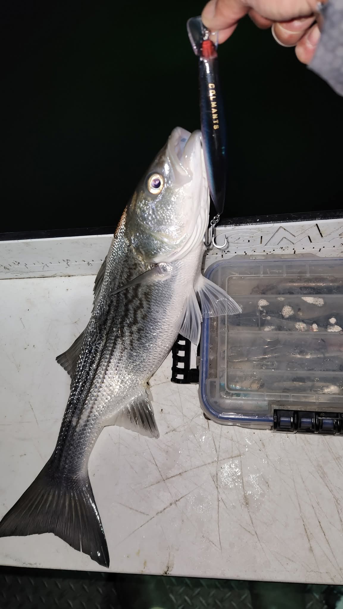 Striper on C-Strike