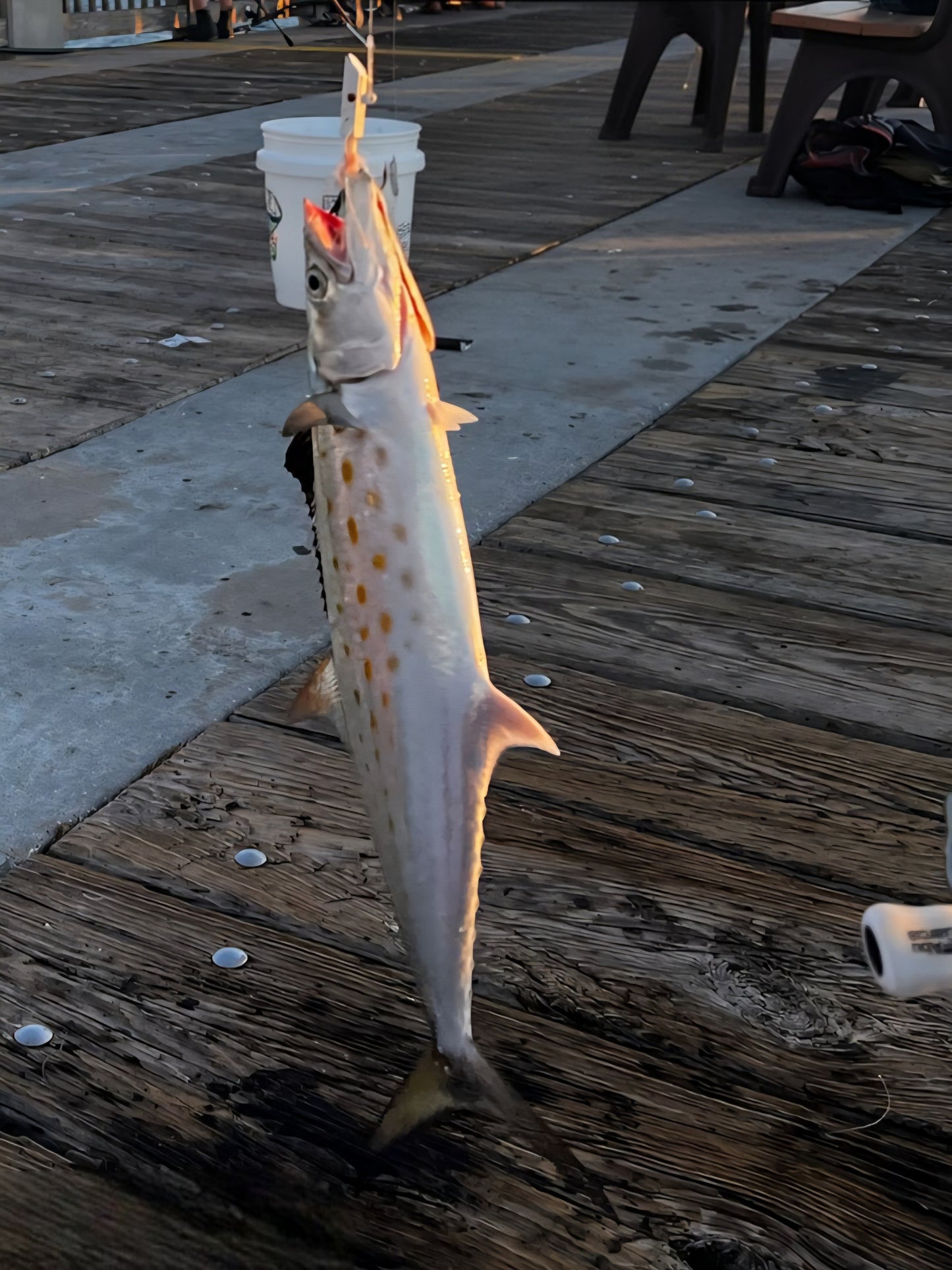 Hexy Minnow Variety Pack