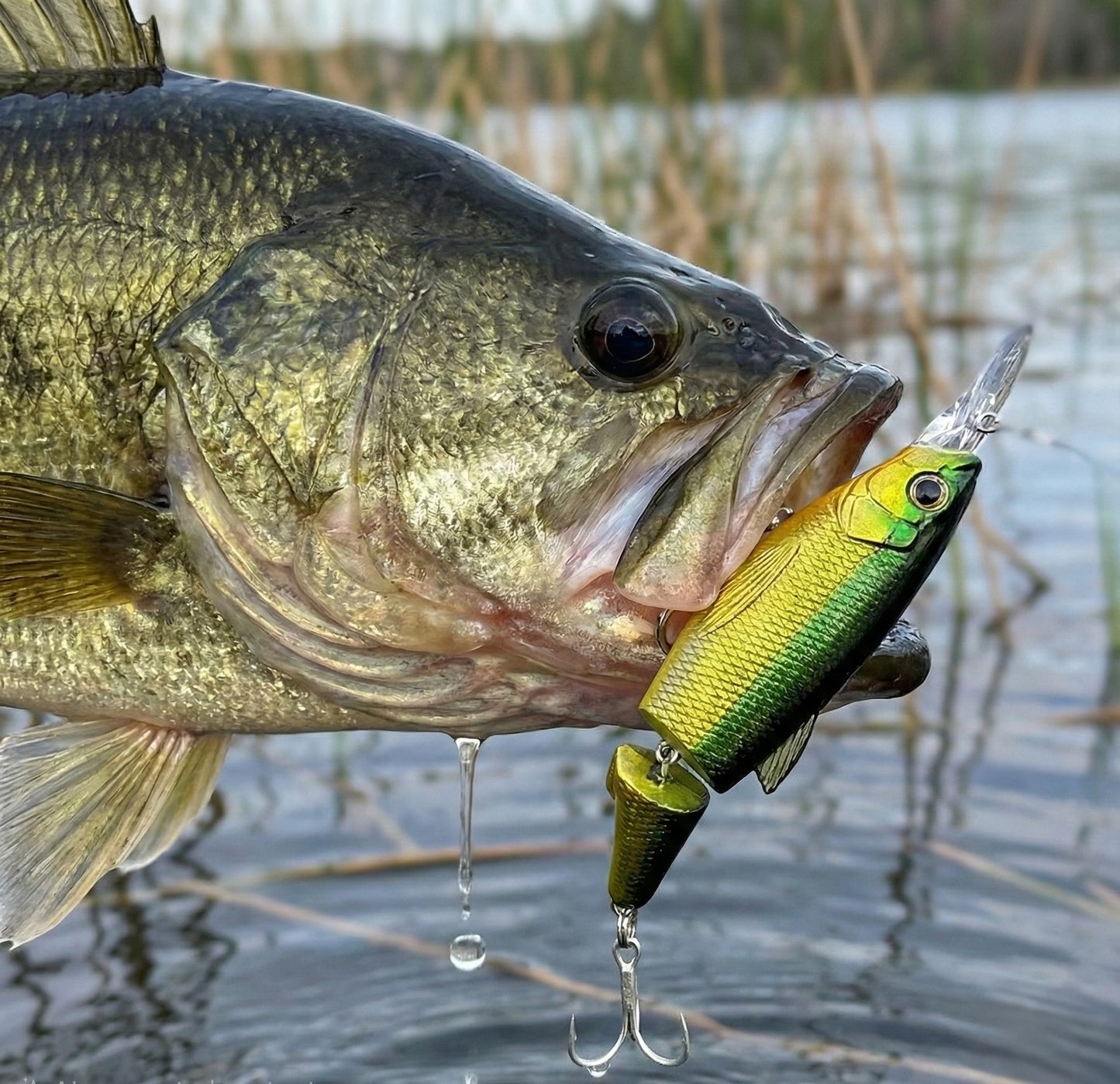 C-Ripper Hybrid Jointed Swimmer