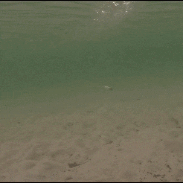 C-Ripper Hybrid Jointed Swimmer