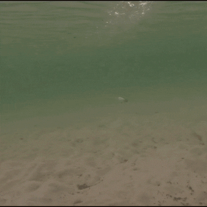 C-Ripper Hybrid Jointed Swimmer